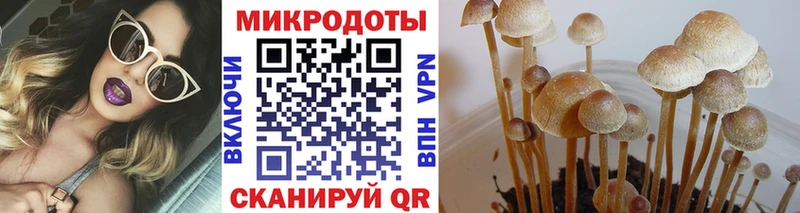 Псилоцибиновые грибы прущие грибы  Ельня 